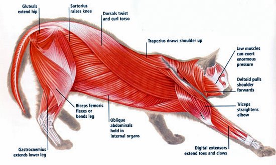 The Anatomy of a Cat - The Fantastical World of the Sinuous Feline